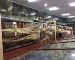There are many places which need to be explored while you visit Kavarrata Island one of them is the aquarium near Ujra mosque which is also seen as a 